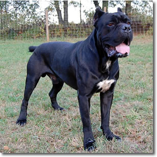 Avalanche shop cane corso